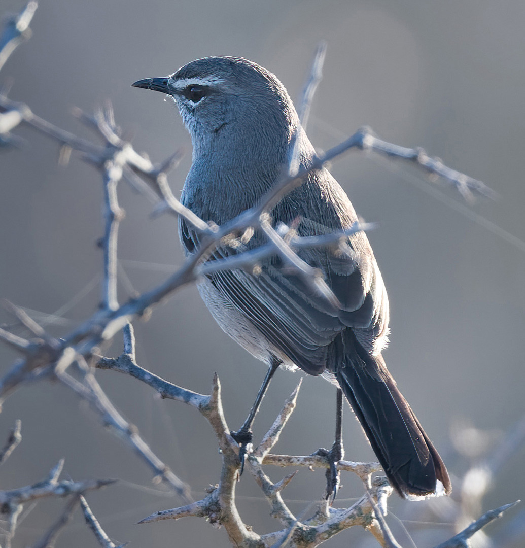 image Karoo Scrub-Robin